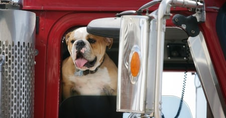 dog in big rig